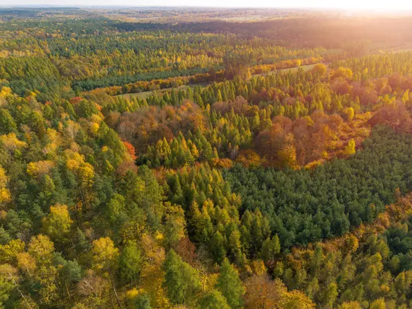 Sonbahar yaprakları ve yukarıdan gelen canlı orman.