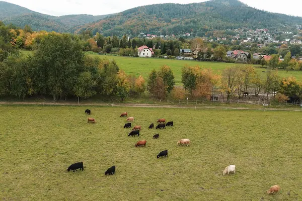 Manzaralı kırsal alanda gezinen inekler.