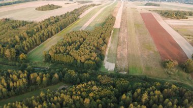 Parlak sonbahar ormanı berrak gökyüzü manzaralı