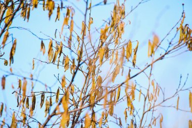 Sarı catkins fındık ağacı dalında çiçek açıyor.