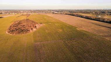 Kırsalda vahşi geyik otluyor.