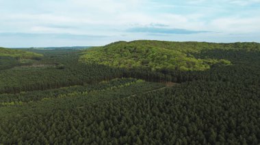 Yeşil orman arazisinin havadan çekilmiş fotoğrafı