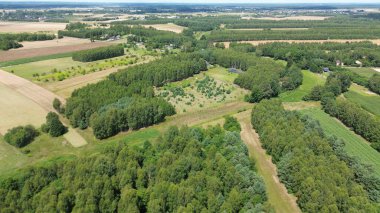 Açık Ormanda Çam Ağaçları