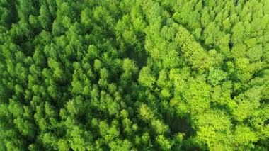 Bereketli orman kırsalının insansız hava aracı görüntüsü