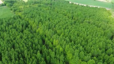 Hava orman manzarası karbon zengini tepe örtüsünü gösteriyor