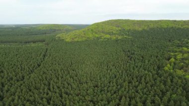 Dağ ormanının tepesindeki ağaçların manzarası
