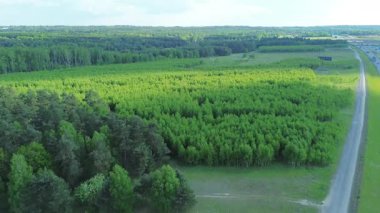 Canlı bahar ormanı ve yeşil alan