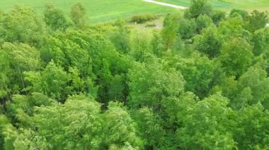 Orman büyümesi ve güneş ışığında bitki yaşamı