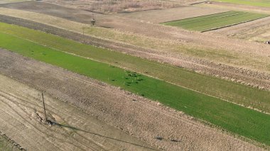 Doğal parktaki geyik görüntüsü