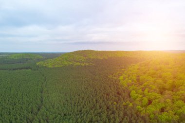 Yoğun yaz orman tepe örtüsünün insansız hava aracı fotoğrafı