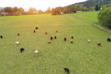 Avrupa kırsalında yukarıdan dağlık inekler