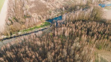 Yapraksız ağaçlar ve kozalaklı ormanlar