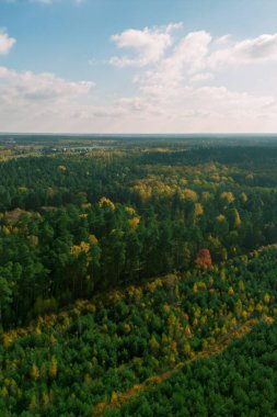 Canlı Sonbahar Ormanı 'nın Havadan Görünümü Altın Yapraklar ve Renkli Yapraklar