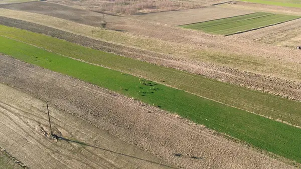 Doğal parktaki geyik görüntüsü