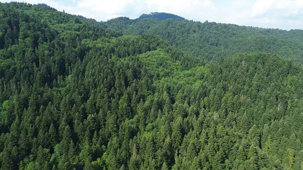 Yazın yeşil orman manzarası