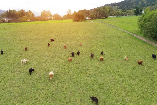 Avrupa kırsalında yukarıdan dağlık inekler