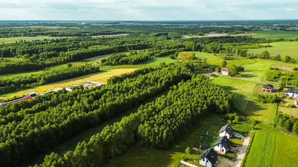 Genç yeşil orman ve yukarıdan gelen tarlalar