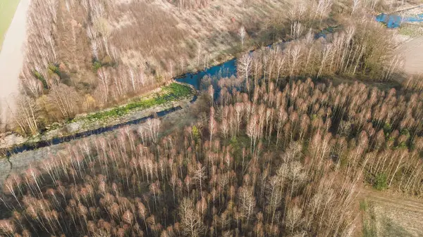 Yapraksız ağaçlar ve kozalaklı ormanlar