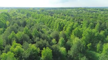 Güneş ışığındaki yeşil ormanın drone görüntüsü