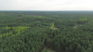 Yaz güneşinin altında yeşil orman örtüsü