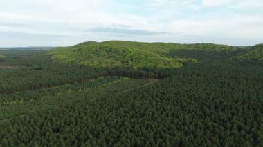 Yaz ağaçlarının ve yaprakların drone görüntüsü