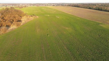 Otlaktaki geyiğin huzurlu manzarası