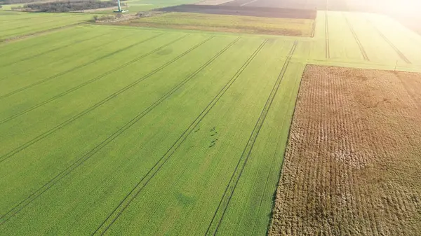 Çayırda boynuzları olan vahşi geyik
