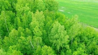 Bitkilerle dolu el değmemiş doğal orman.