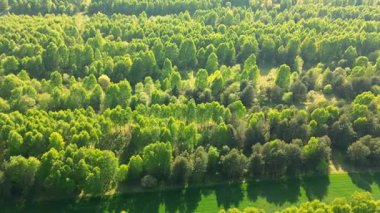 Yoğun orman manzarasında canlı yeşil yapraklar