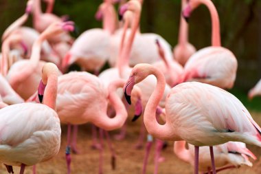 Pembe flamingoya yakın çekim