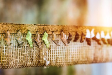 Kelebek kristalleri ağa bağlanır