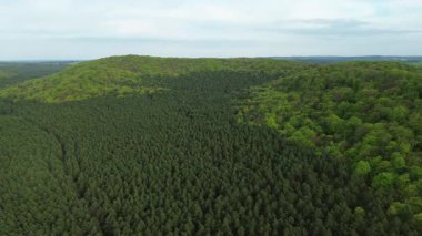 Tepe orman alanını kaplayan bahar ağaçları