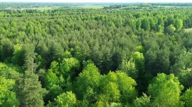 Canlı bahar ormanı ve yeşil alan