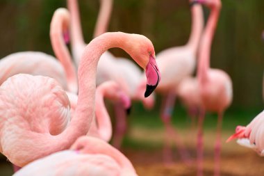 Doğal ortamda vahşi pembe flamingolar