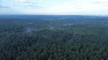 Dalgalanan sisli yemyeşil orman