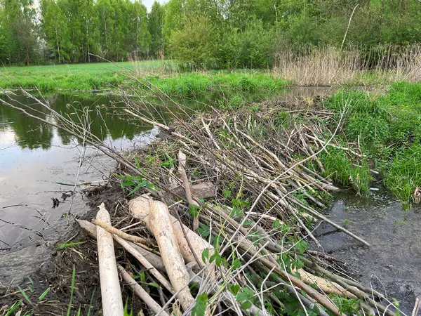 Doğal ortamında kunduzlar tarafından kemirilmiş ağaç gövdesi.