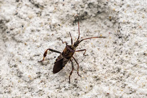 Kozalaklı böcek istilası kentsel Avrupa 'da