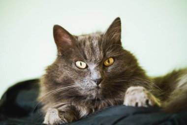 Gri gözlü gri kediye yakın çekim