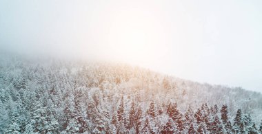 Karla kaplı ağaçlar ve evler ile kışın kırlarda