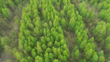 Dokunulmamış ortamda yeşil ağaçlar