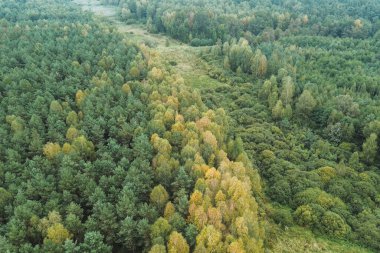 Sonbahar ışığında yeşil ve portakal ağaçları
