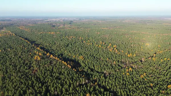 Sonbahar ormanı sahnesinde sabah güneşi