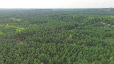 Yaz mevsiminde güzel yeşil orman