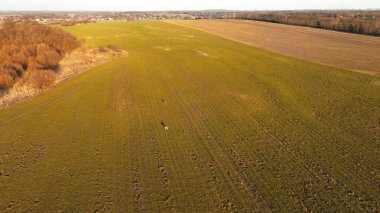 Gökyüzünden geyikli manzaralı tarım arazisi
