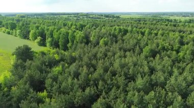 Yemyeşil orman doğal ekosistemi sembolize ediyor.