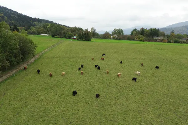 Dağlık yeşil otlakta kırsal inekler.