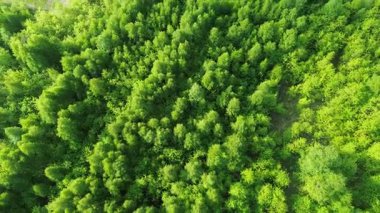 Yaz ormanlarında parlak yeşil yapraklar.