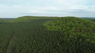 Yoğun yaz orman tepe örtüsünün insansız hava aracı fotoğrafı