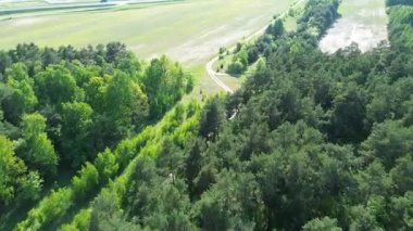 Yeşil ağaçlar ve yaban yaprağı hava manzarası