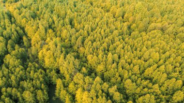 Bereketli ormanlık çevresel korumayı teşvik ediyor